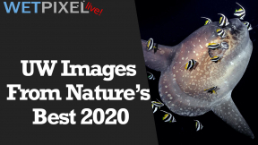 Wetpixel Live: Nature’s Best 2020 Photo