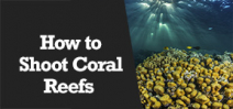 Wetpixel Live: How to Photograph Corals Photo