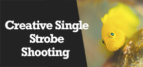 Wetpixel Live: Shooting with a Single Strobe Photo