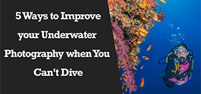 Wetpixel Live: 5 Ways to Improve your Underwater Photography when you Can’t Dive. Photo