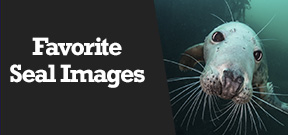 Wetpixel Live: Favorite Seal Images Photo
