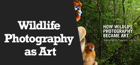 Wetpixel Live: How Wildlife Photography Became Art Photo