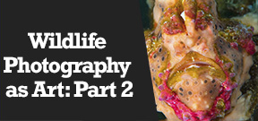 Wetpixel Live: Part Two of How Wildlife Photography Became Art Photo