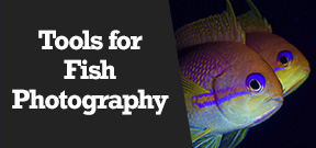 Wetpixel Live: Tools for Fish Photography Photo