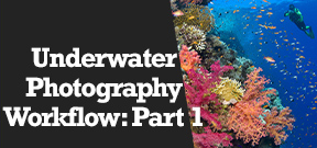 Wetpixel Live: Workflow for Underwater Photographers Photo