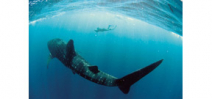 Whale shark encounter database helps scientists track largest fish Photo