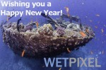 Happy New Year from Wetpixel Photo