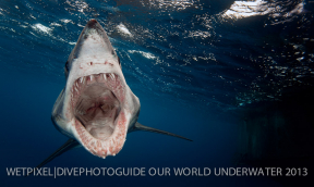 Results announced: Our World Underwater 2013 Photo