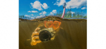 Students find therapy in underwater photography Photo