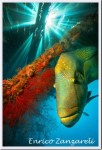 Winners of 2012 Cairns Underwater Film Festival announced Photo