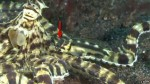 Mimic octopus is itself mimicked by jawfish Photo