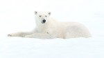 BBC discovers polar bear sanctuary Photo