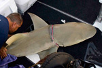 Jim Abernethy and crew free tangled lemon shark Photo