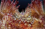 Updates from Ambon: Coleman’s shrimp pair Photo