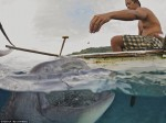 Fishermen hand feed whale sharks story in Daily Mail Photo