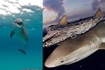 Wetpixel Bahamas Expeditions 2009 Photo
