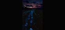 Filmmaker Martin Dohrn creates special camera to film bioluminescence Photo