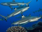 Study shows sharks form long-term social groups Photo