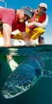 Blue sharks tagged off Ireland Photo