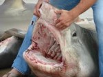 Bull sharks killed at Playa del Carmen Photo