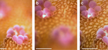 Underwater microscope documents coral behaviour Photo