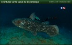 Laurent Ballesta films live coelacanths in the wild Photo