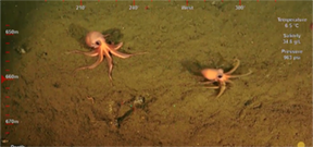 Video: Costa Rica Deep Sea Connections Photo
