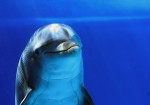 Dolphins maintain awareness for 15 days Photo