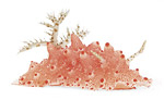 David Doubilet’s nudibranch shots in National Geographic Photo