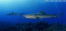 France announces shark cull in Réunion Photo