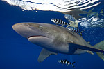 Oceanic white-tip shark expedition trip report Photo