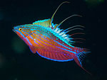Flasher wrasse heaven in Southern Halmahera Photo