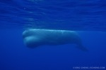 Wetpixel sperm whale expedition, update 3 Photo