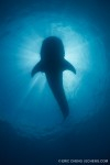 Last call: Spaces available for Wetpixel Whale Sharks Photo