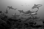 Eric Cheng on shark diving in French Polynesia Photo