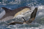 Wetpixel 2008 South Africa ocean safari (sardine run) expedition Photo