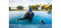Underwater photo shoot in a pool with an elephant Photo