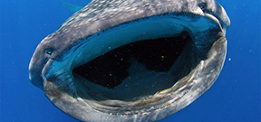 Spaces available: Wetpixel Whale Sharks 2013 Photo