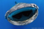 Late availability: Wetpixel Ultimate Whale Sharks Photo