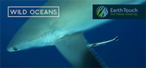 Silvertip shark camera bump on Wild Oceans Photo