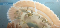 Video: Jellyfish Safe House by Earth Touch Photo
