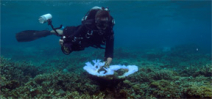 Exposure labs is still seeking UW photographers to help with coral bleaching video Photo