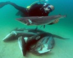 Taiwan to ban shark finning in 2012 Photo