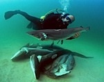 Study confirms that shark populations are in serious decline Photo