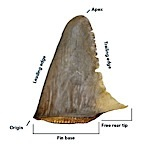 Pew Environment releases shark fin identity guide Photo