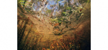 Karen Glaser’s Springs and Swamps Series Photo