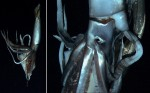 Giant squid filmed at 2,950ft Photo