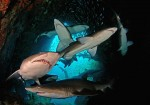 Please act to save Australian grey nurse sharks Photo