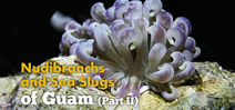 Video: Nudibranchs and Sea slugs of Guam part two Photo