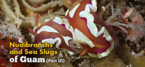 Video: Nudibranchs and Sea slugs of Guam part three Photo